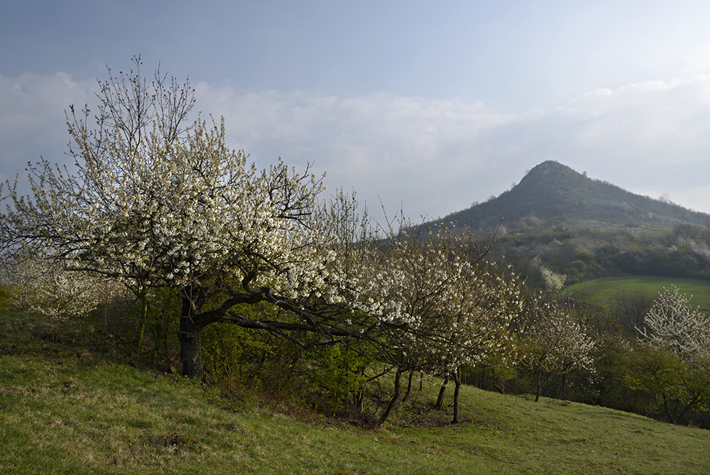Spring at "Oblk" - larger format
