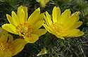 Spring Pheasant`s Eye - main link