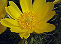 Spring Pheasant`s Eye - main link