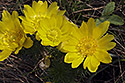 Spring Pheasant`s Eye - main link