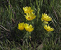 Spring Pheasant`s Eye - main link