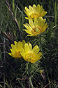 Spring Pheasant`s Eye - main link