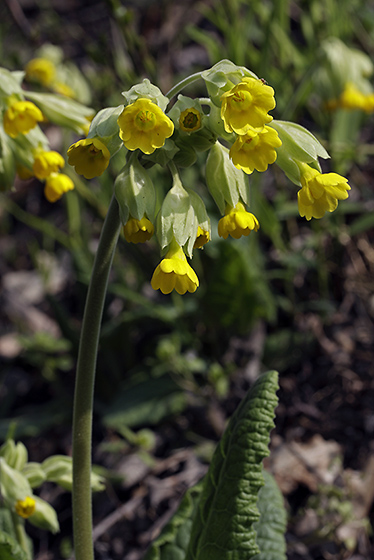 Primulas - smaller format