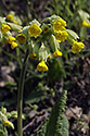 Primulas - main link