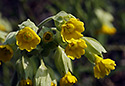 Primulas - main link