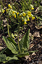 Primulas - main link