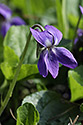 Violet - main link