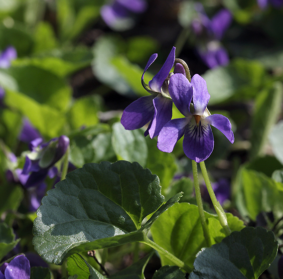 Violet - smaller format