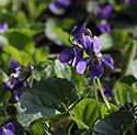 Violet - main link