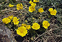 Potentilla - main link