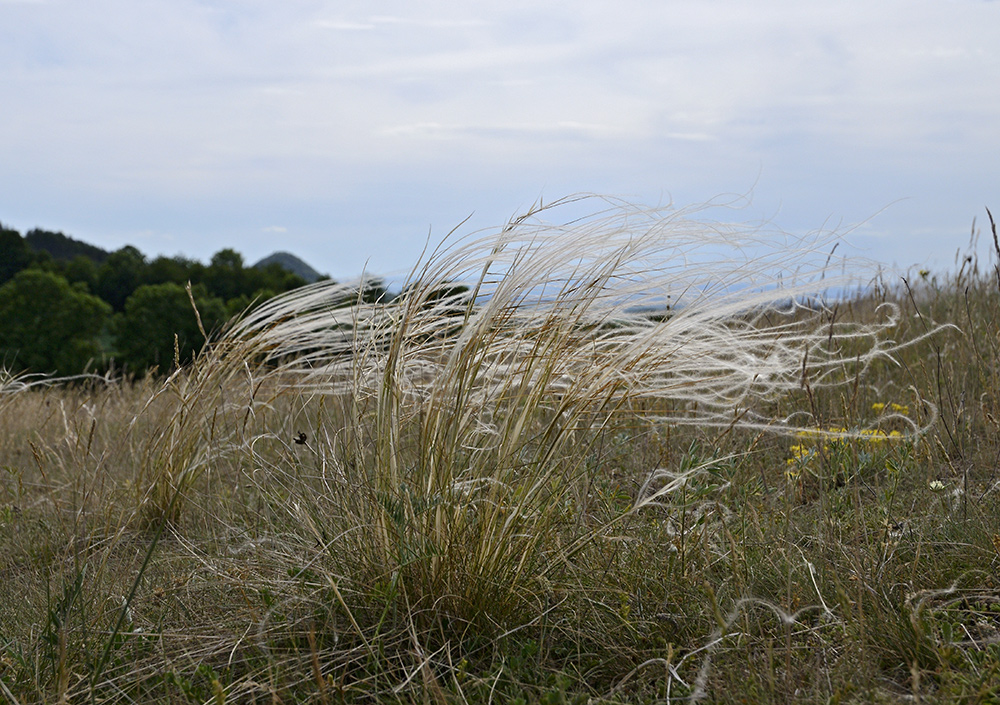 Hairs - larger format