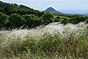 Hairs - main link