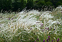 Hairs - main link