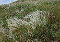 Hairs - main link