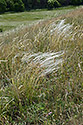 Hairs - main link