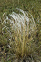 Hairs - main link