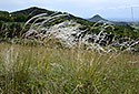 Hairs - main link