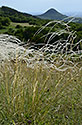 Hairs - main link