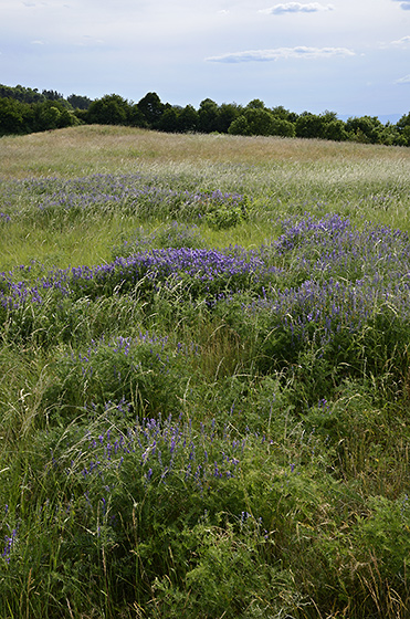Tufted vetch - smaller format