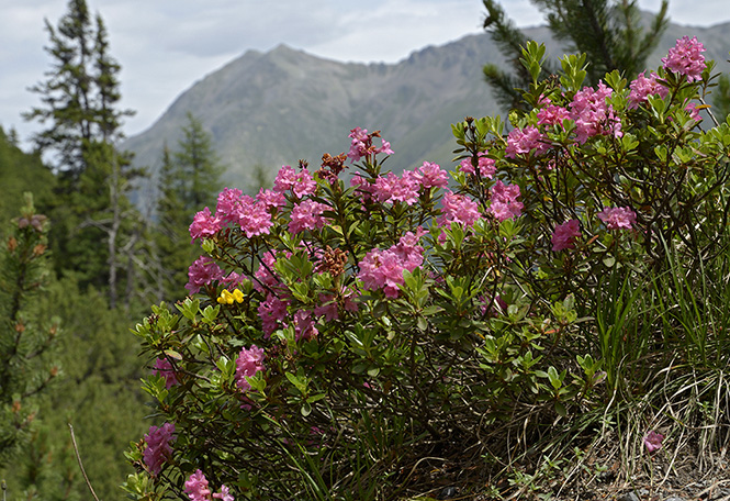 Rhododendron - men formt