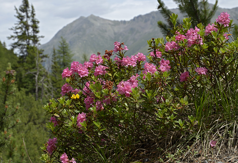 Rhododendron - vt formt