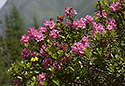 Rhododendron - hlavn odkaz