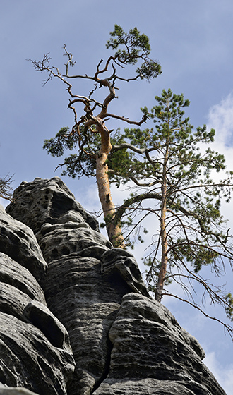 Ve skalch - men formt