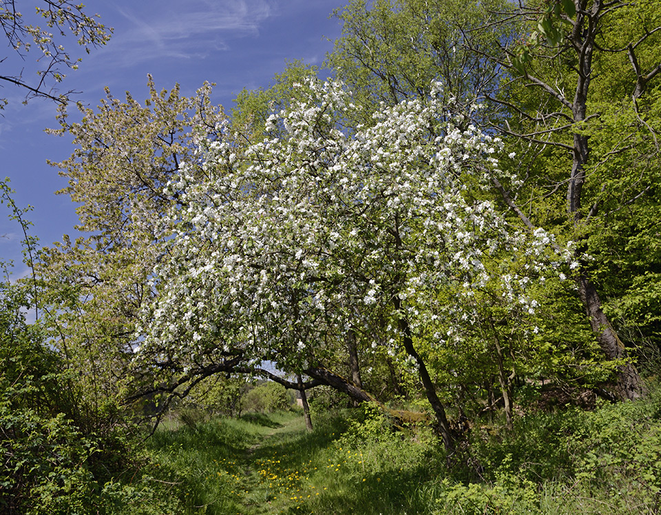 The road in blossom - larger format