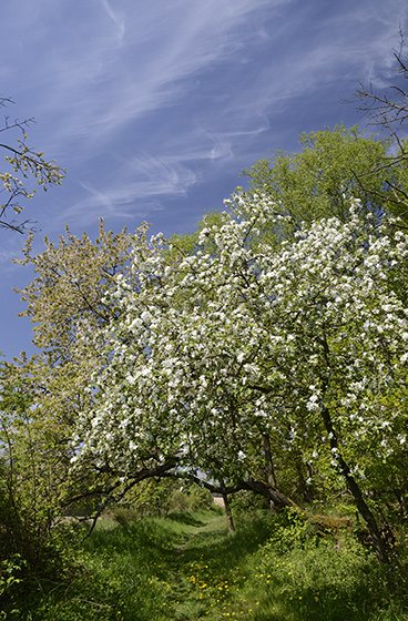 The road in blossom - smaller format