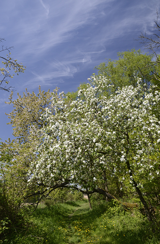 The road in blossom - larger format