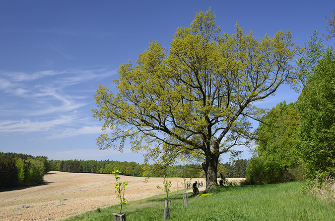 Oak near "Device" - smaller format