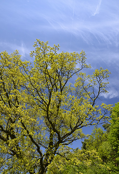 Hairy sky - smaller format