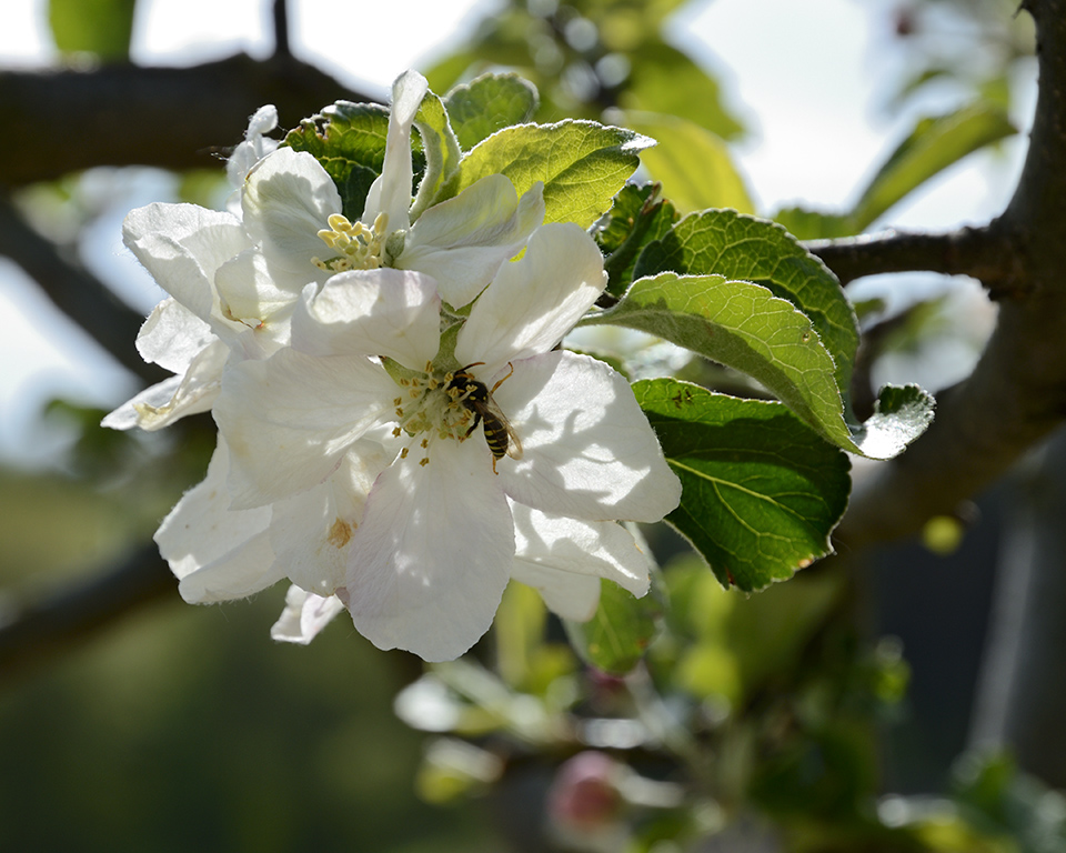 Flowers - larger format