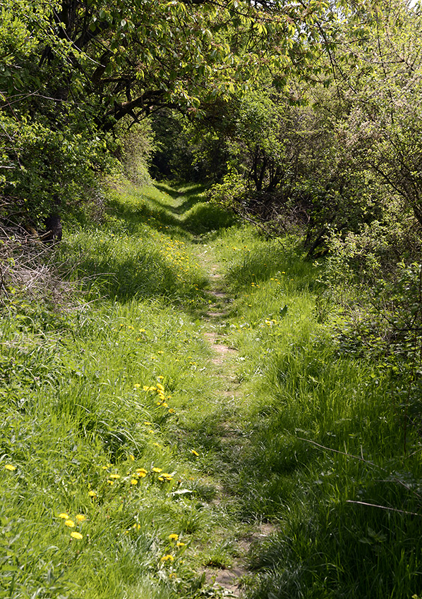 The Old Goose Road - larger format