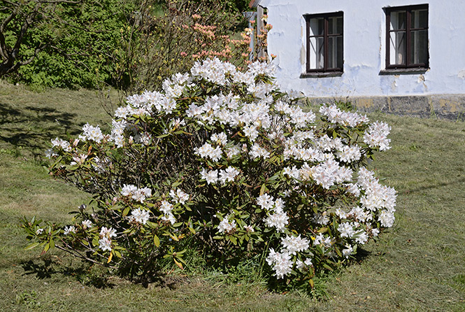Rhododendron - men formt