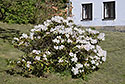 Rhododendron - hlavn odkaz