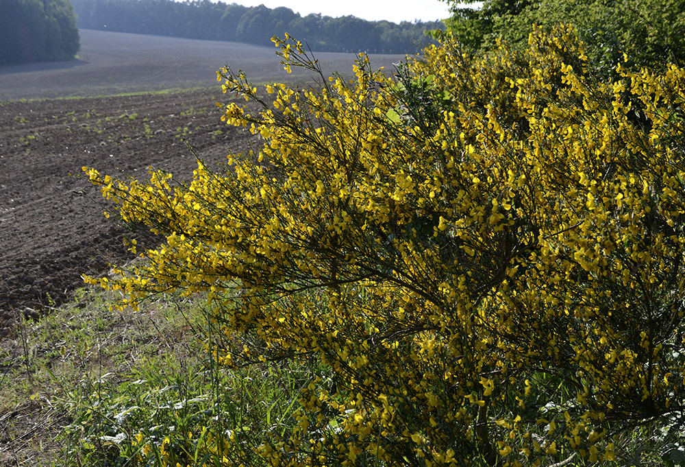 Broom - larger format