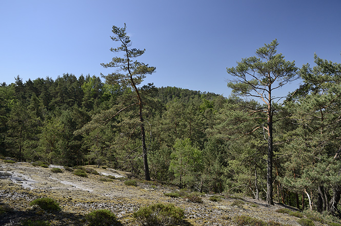 Na skle - men formt