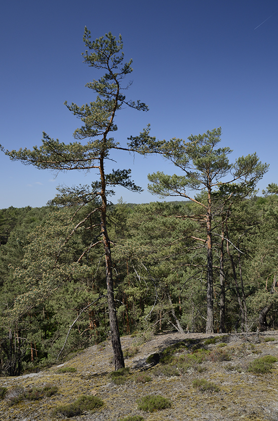 Na skle - vt formt