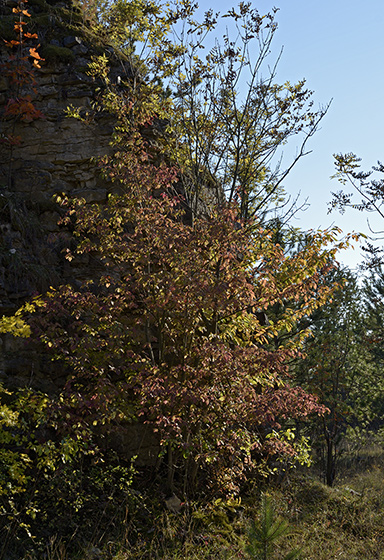 In the quarry - smaller format