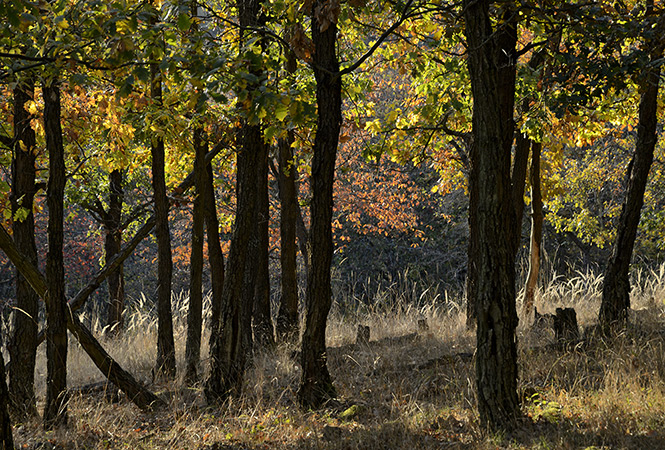 Oak forest - smaller format