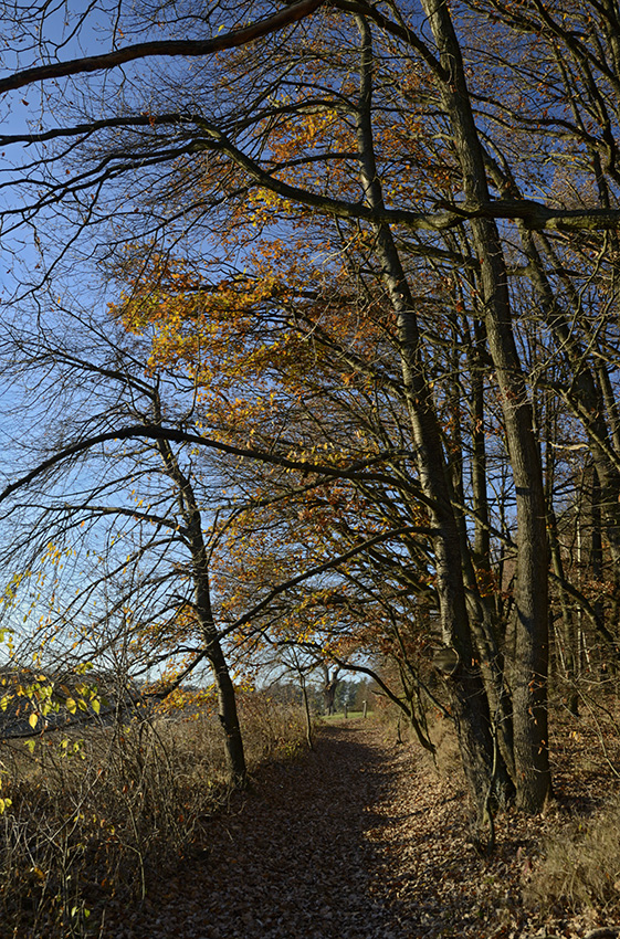 On the "Old Goose Path" - larger format