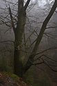 In fog - main link