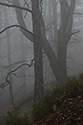 In fog - main link