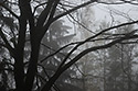 In fog - main link