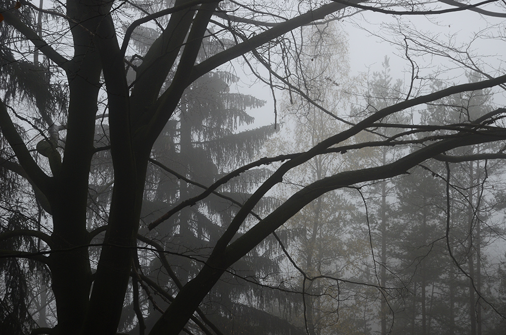 In fog - larger format