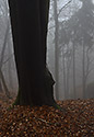 In fog - main link