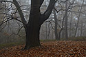 In fog - main link