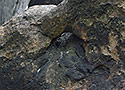 Fulgurite - main link