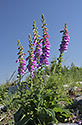 Foxglove - main link